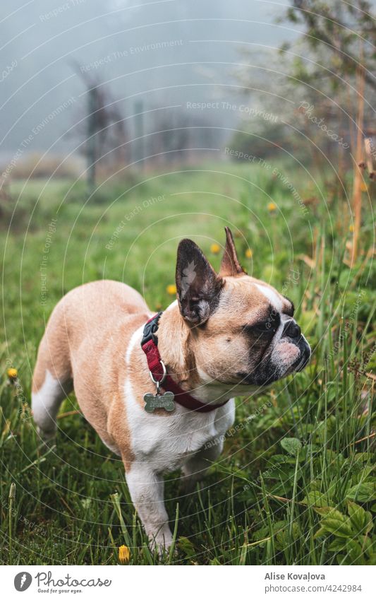 Französische Bulldogge auf einem Spaziergang französische Bulldogge Hund Tier Haustier Säugetier Porträt eines Hundes Hundeporträt Tierporträt