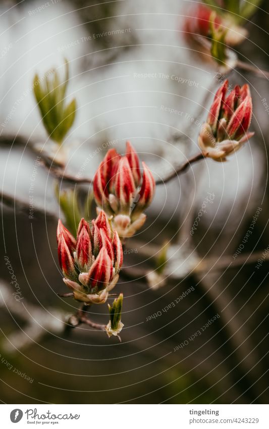 Rote Knospen der Alpenrose alpenrose knospen rot ast äste zweige grün blätter wachsen blühen fühling drei 3 natur pflanze vorgarten Gartenpflanze baum strauch