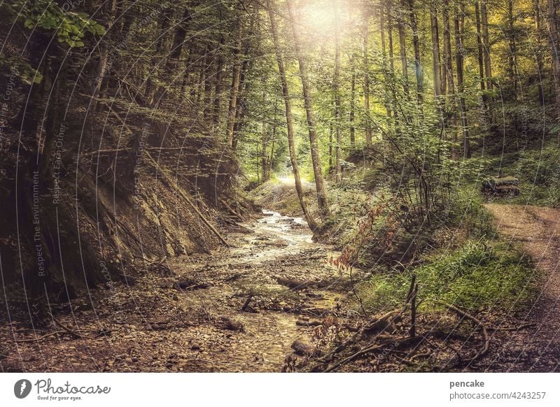 ein hauch von wild Tobel Allgäu Bach Wald Sonne Weg wandern Naturerlebnis Wasser Berge u. Gebirge Fluss Felsen Schlucht Stein Landschaft Außenaufnahme Umwelt