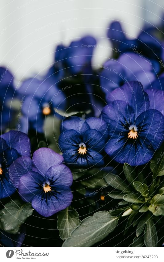 Dunkellila Stiefmütterchen blume blüte blühen frühling vorgarten Gartenpflanzen blumenkasten lila Blüte dunkel Gelbe Narzisse grüne augen Blick natur viele