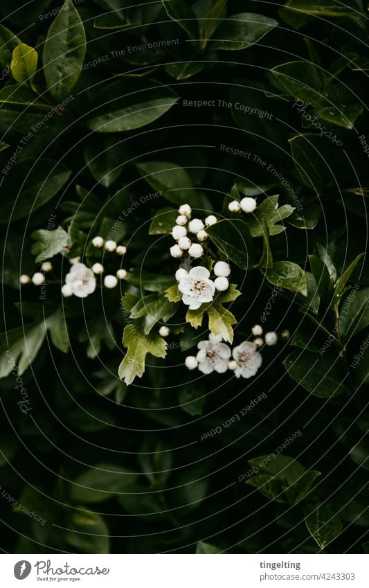 Weiße Blüten und Knospen weiße blüten knospen blätter grün natur hecke frühling blühen blühend blumen wachsen textfreiraum dunkel stimmungsvoll gedeckte farben