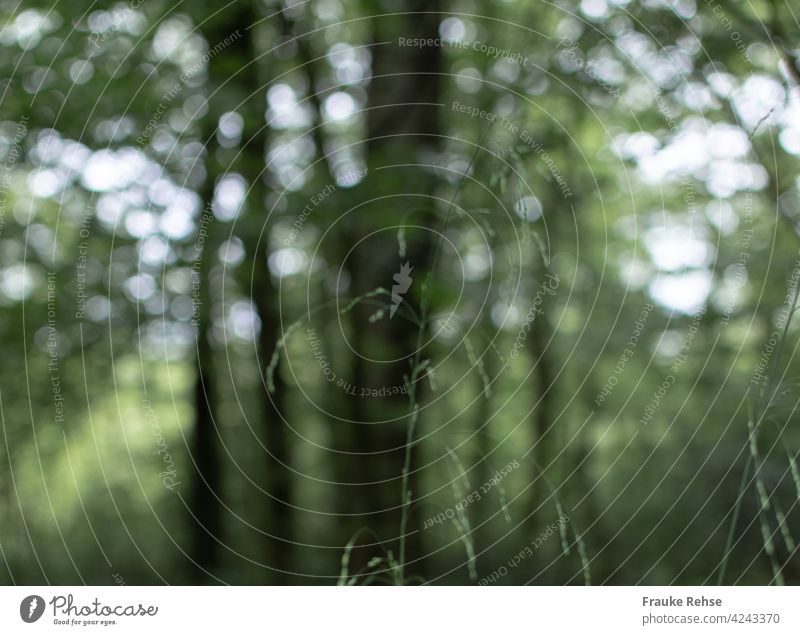 Gräser im Wald grün Natur zart im Wind Lichter Lichtpunkte Unschärfe Gras Bokeh