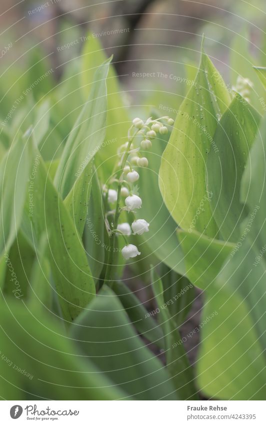 Maiglöckchen - Klingeln zwischen grünen Blättern weiß Farbfoto Natur Frühling Glöckchen Garten Blüte Blühend Giftpflanze Schneewittchen jemanden verzaubern