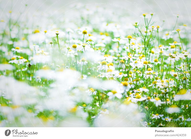 Kamille harmonisch ruhig Ausflug Fahrradtour Sommer Umwelt Natur Landschaft Pflanze Schönes Wetter Blume Blüte Feld gelb grün weiß Farbfoto mehrfarbig