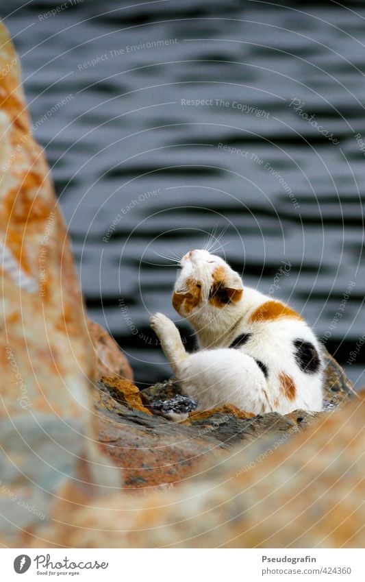 Katze am Wasser Tier Haustier Pfote 1 Erholung sitzen braun Zufriedenheit ruhig Trägheit Farbfoto mehrfarbig Außenaufnahme Menschenleer Textfreiraum oben