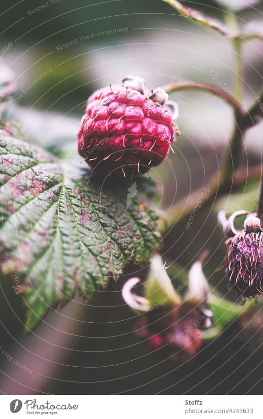 überreife Waldhimbeeren Himbeeren Waldfrüchte Beerenstrauch naturbelassen Reifezeit verwelkt Vergänglichkeit vergänglich Früchte Heilpflanzen Wildpflanze rot