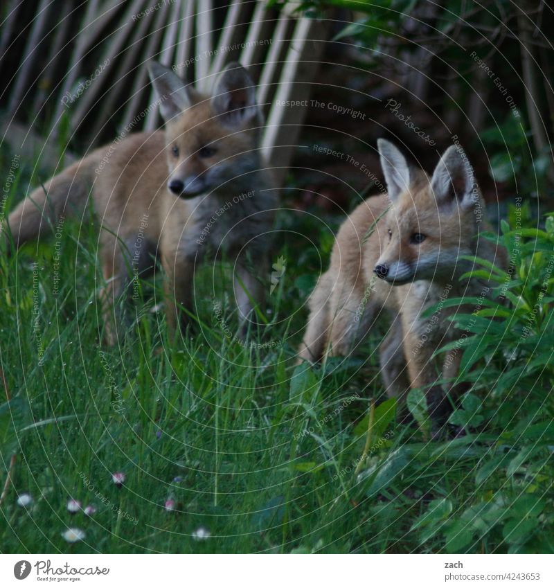 Geschwister Säugetier Fell Fuchs Tier Natur Wildtier Tierporträt wild Fähe Füchsin Raubtier Fleischfresser Garten Park jung Welpen braun niedlich klein