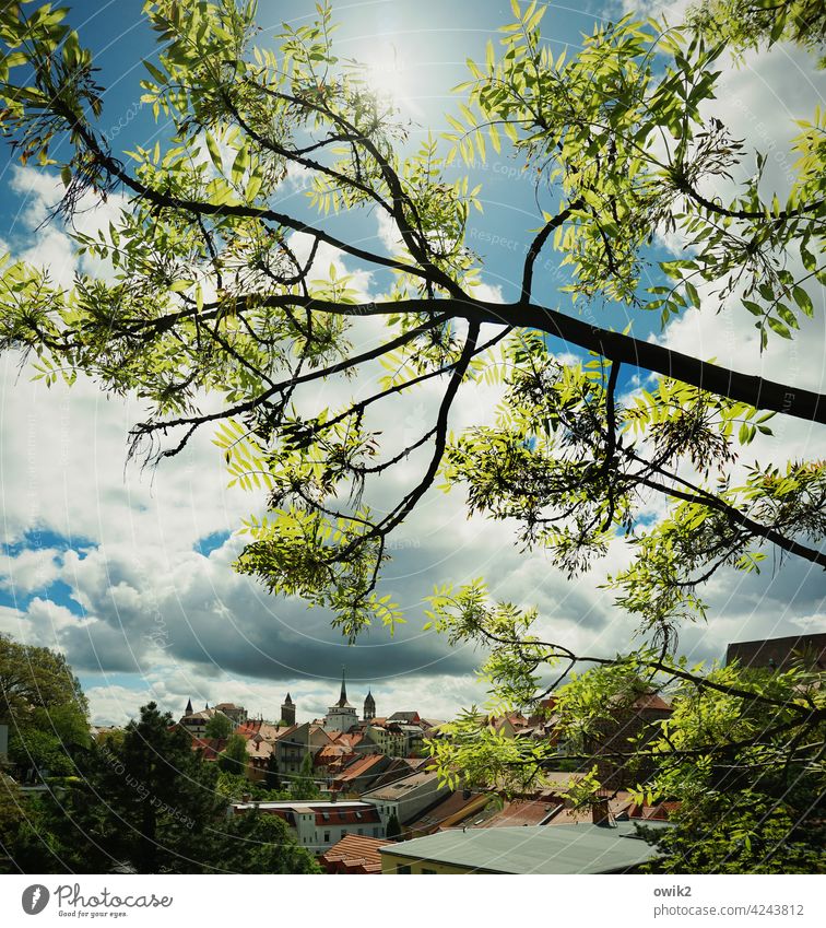 Gefilde Altstadt Dächer Stadtkern historisch Stadtlandschaft Haus Totale mittelalterlich Himmel Kontrast Umwelt ruhig Kleinstadt Bäume Äste und Zweige