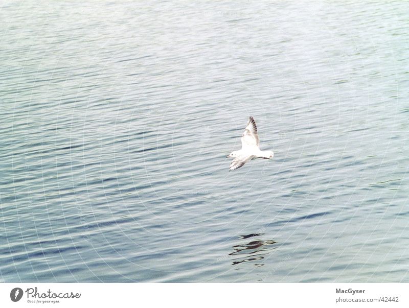 Mövenflug Vogel Wasser Möwe Wasseroberfläche Vogelflug fliegend Textfreiraum oben Textfreiraum links Wasserspiegelung