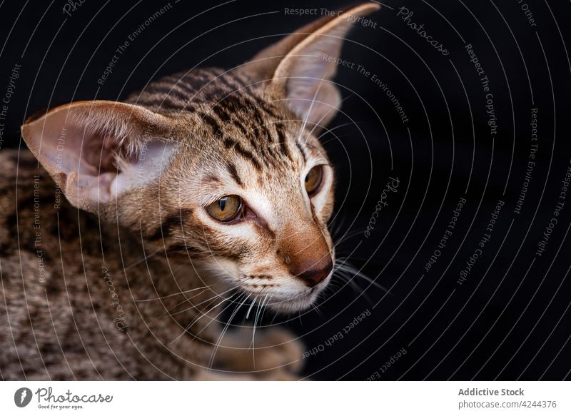 Bezaubernde orientalische Katze, die auf schwarzem Hintergrund wegschaut katzenhaft niedlich Tier Fauna Kreatur achtsam Haustier neugierig Reinrassig