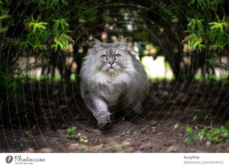 grau silber gestromte britische Langhaarkatze, die unter einem Busch läuft und neugierig in die Kamera schaut, draußen in der Natur Katze Langhaarige Katze