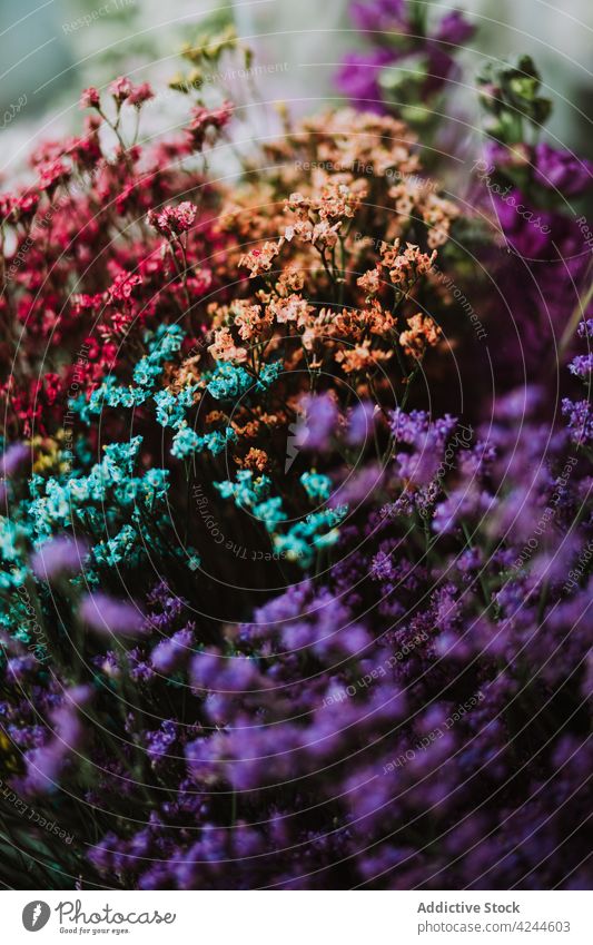 Mehrfarbige Schleierkrautblüten in einem Haufen Blume lebhaft Gypsophila Mundgeruch farbenfroh hell kultivieren Blüte Blütezeit duftig filigran Natur Sommer