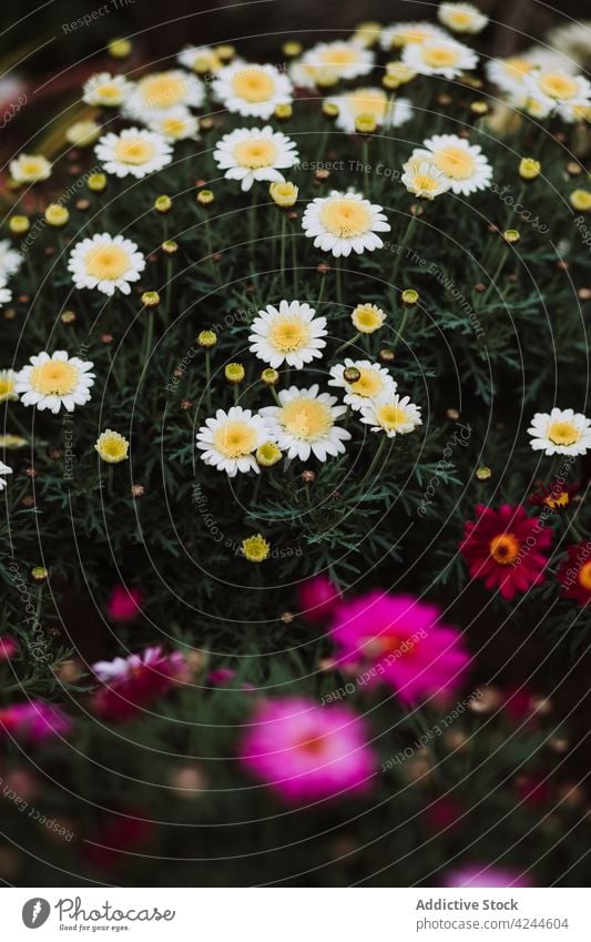 Weiße Kamille im Rasen Gänseblümchen Blütezeit Blume Natur Feld Wiese Flora Gras Wachstum Pflanze frisch üppig (Wuchs) Sommer idyllisch Blütenblatt Saison