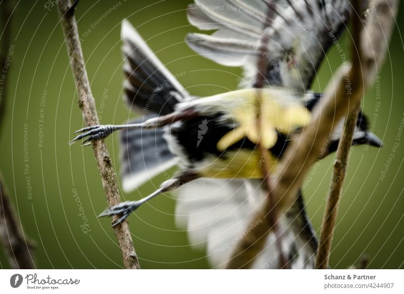 Kohlmeise flüchtet Gartenvogel Gartenvögel Meise Äste flüchten Flucht fliegen wegfliegen gelb Tier Tiere Vogel Natur Schnabel Wildtier Singvogel klein wild