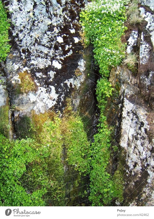 Moos auf Stein grün kalt feucht Felsen