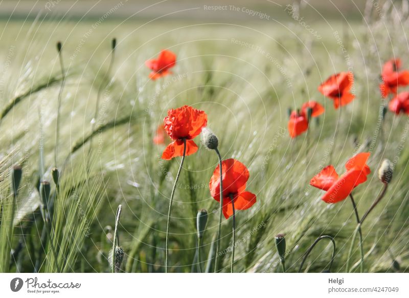 mal wieder Mo(h)ntag - Mohnblumen blühen in einem noch nicht reifen Gerstenfeld Mohnblüte Mohnknospe Blume Blüte Knospe Landwirtschaft Ackerbau Frühling wachsen