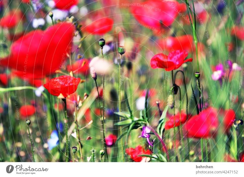 mo(h)ntags seh ich rot Mohnblume Unschärfe Blatt Gras Blühend Schönes Wetter sommerlich Landschaft Licht Nutzpflanze schön Wiese Wildpflanze Blütenblatt