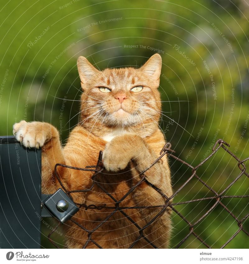 Ein roter Kater hat seine Vorderpfoten über den Maschendrahtzaun gelegt und blinzelt in die Sonne /  Schnurrhaare / Krallen / Katzenhaarallergie Mieze Haustier