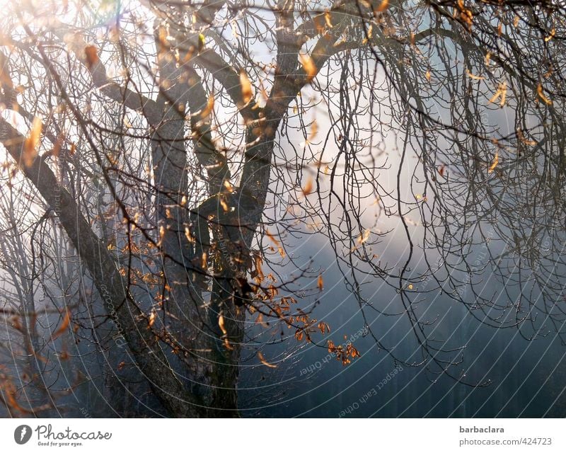 Novemberbaum Sonnenlicht Herbst Schönes Wetter Wind Baum Blatt Wald fallen leuchten dehydrieren dunkel hell wild Gefühle Stimmung trösten Trauer Hoffnung Natur