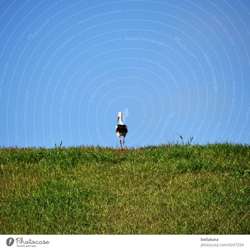 Einsamer Weißstorch am Horizont. Storch Weißstörche Vogel Tier Außenaufnahme Farbfoto Wildtier Menschenleer Tag Natur Umwelt weiß schwarz Schönes Wetter