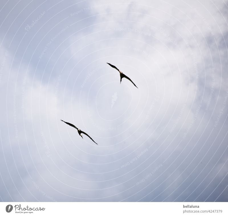 Komm, Weißstorchkumpel. Wir ziehen unsere Kreise. Storch Weißstörche Vogel Tier Außenaufnahme Farbfoto Wildtier Menschenleer Tag Natur Umwelt weiß schwarz