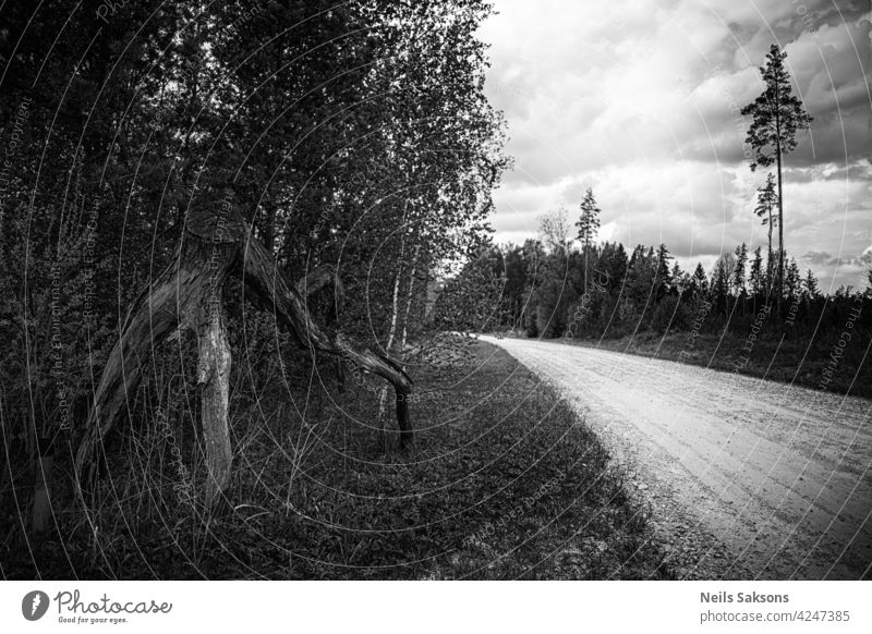 Straße auf dem Lande mit Baumstamm mit Ästen auf der Seite fallen unverhüllt Kofferraum gebrochen Tod alt natürlich malerisch keine Menschen trocknen Erde Lügen