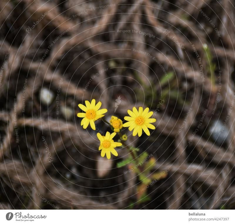 Frühlings-Greiskraut Korbblütengewächs Blume Pflanze Natur Sommer Blüte geblümt Garten Blütenblatt Geiskraut Frühlingsblume frisch Seil Netz Böschung