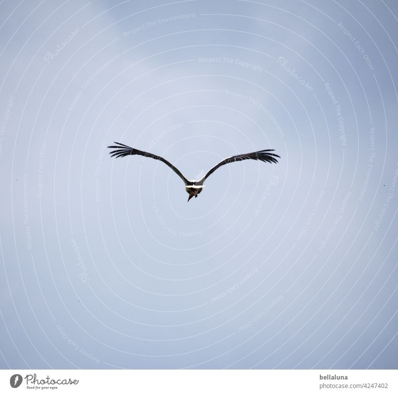 Adé, Weißstorch. Zieh deine Kreise. Storch Weißstörche Vogel Tier Außenaufnahme Farbfoto Wildtier Menschenleer Tag Natur Umwelt weiß schwarz Schönes Wetter