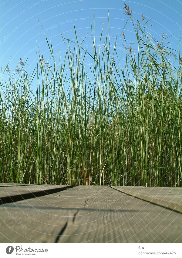 der schöne Holzweg Steg Schilfrohr grün Schiffsplanken Himmel blau