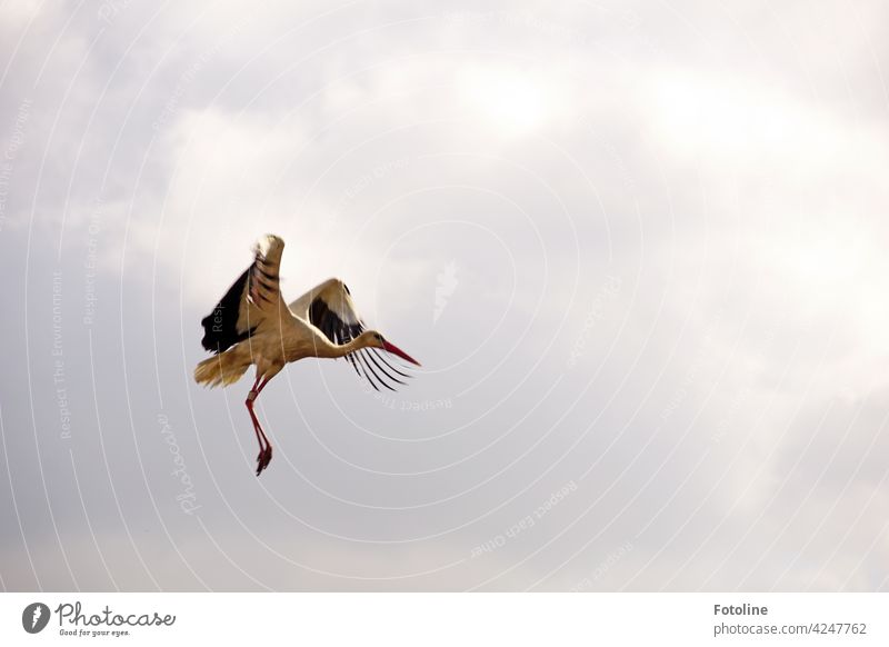 Storchenflug III Vögel Vogel Tier Außenaufnahme Farbfoto Wildtier Natur Tag Menschenleer Umwelt weiß Weißstorch Himmel schwarz Schönes Wetter blau