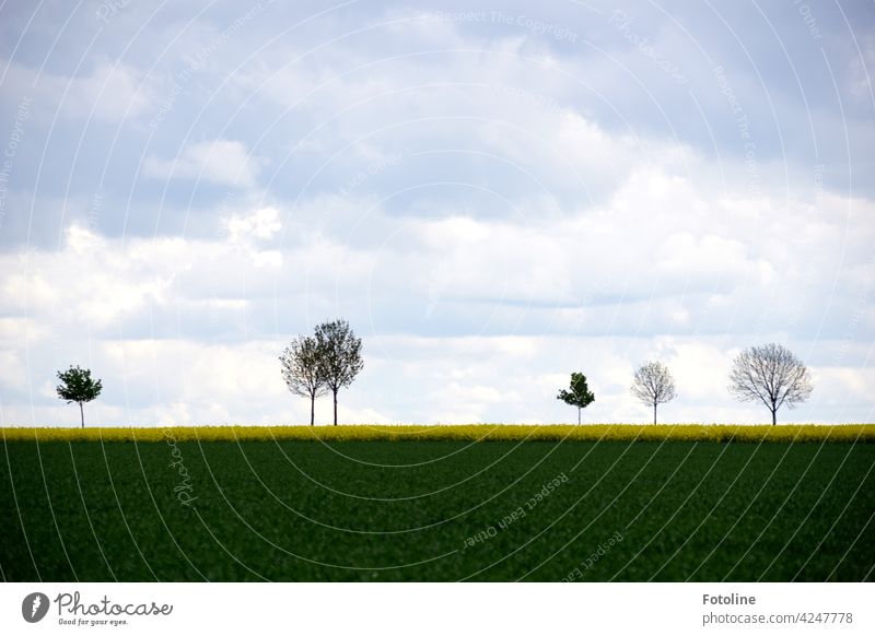 Bäume säumen einen Straßenrand und halten Wind und Wetter stand. Baum Natur Landschaft Umwelt Außenaufnahme Menschenleer Farbfoto Tag Pflanze grün Himmel