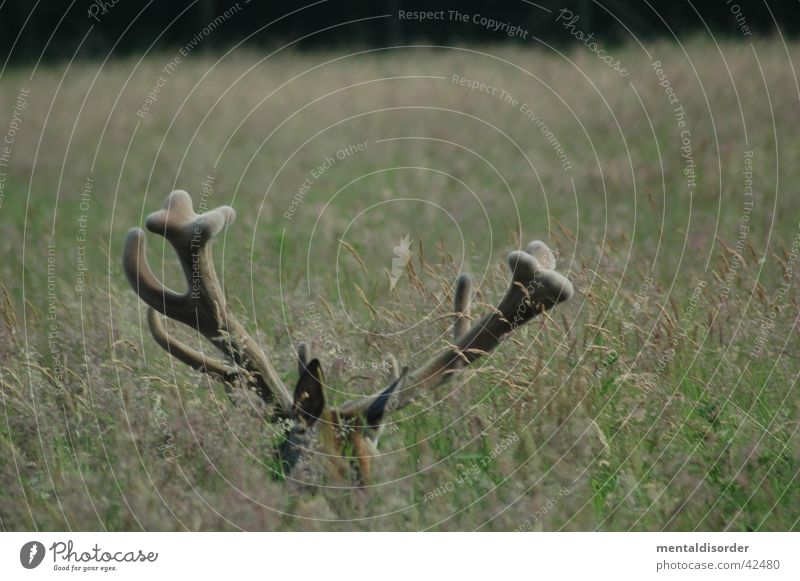 12ender* Hirsche Horn Trophäe Gras Wildtier Rothirsch Jagd im Wald