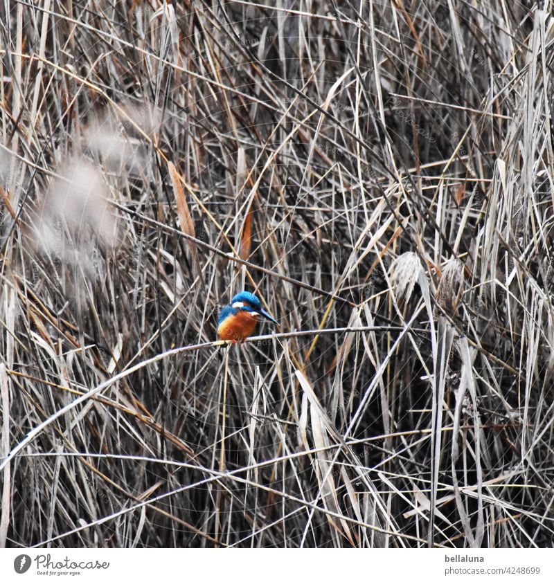 Eisvogel im winterlichen Schilf Vogel Eisvögel Außenaufnahme Farbfoto Wildtier Tier Natur Umwelt Menschenleer Tierporträt natürlich Freiheit Schnabel Seeufer