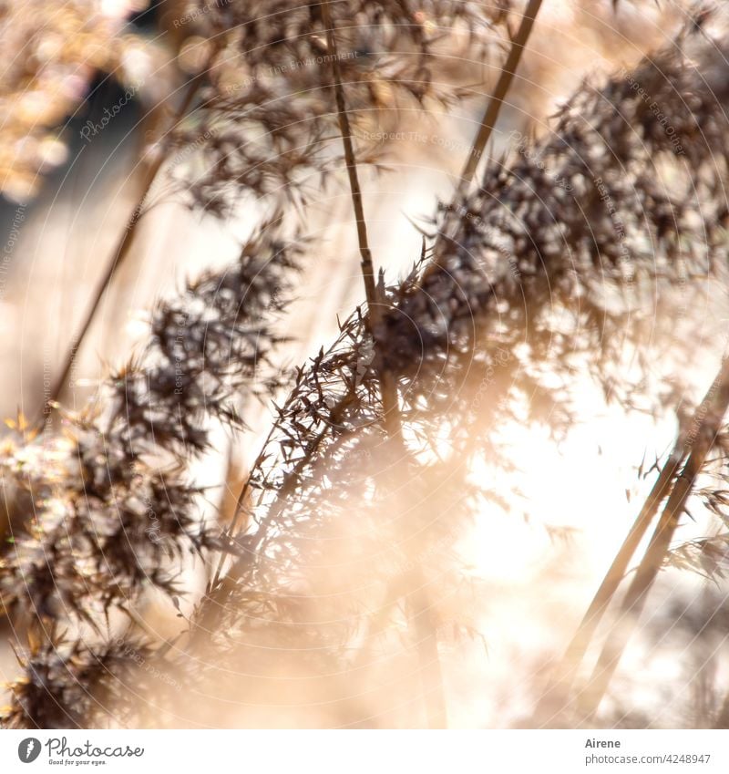 Rohr im Wind Schilfrohr Schilfgras weich golden braun Sonnenlicht Wasserpflanze Pflanze Schönes Wetter Lichtreflexe Seeufer glitzern leuchten Sonnentag sonnig