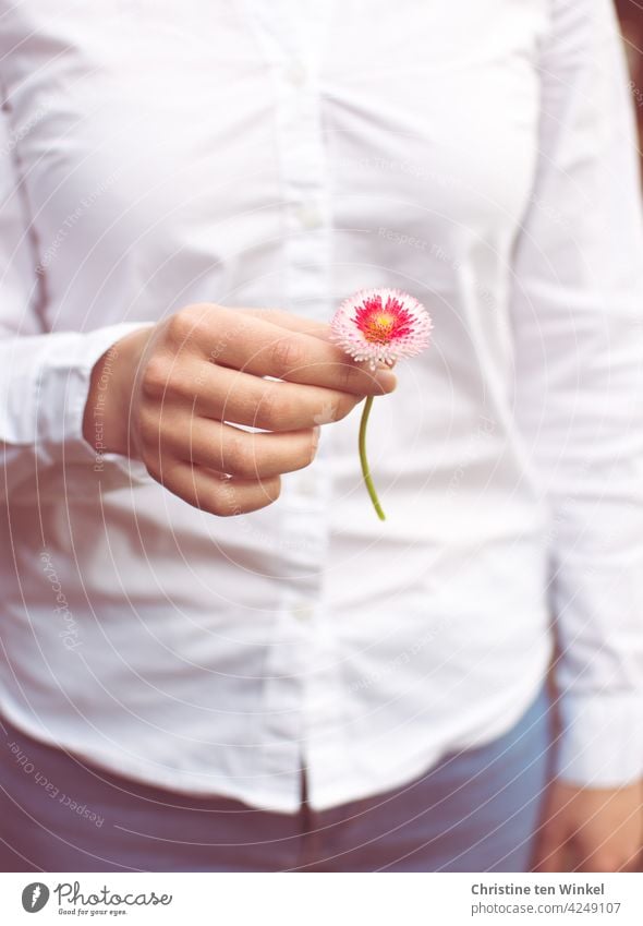 rosa Gänseblümchen / Bellis perennis in der Hand einer jungen Frau Blümchen Maßliebchen Tausendschön halten festhalten Blümchen verschenken weiße Bluse Jeans