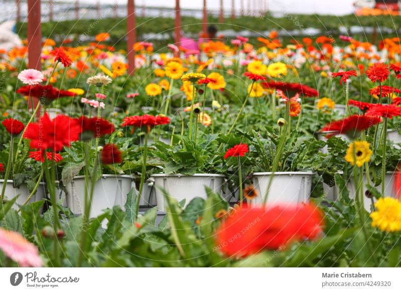 Nahaufnahme von bunten Gerbera-Gänseblümchen oder Gerbera jamesonii in voller Blüte im Sommer gerbera jamesonii Blumengarten Kameruner Hochland malaysia