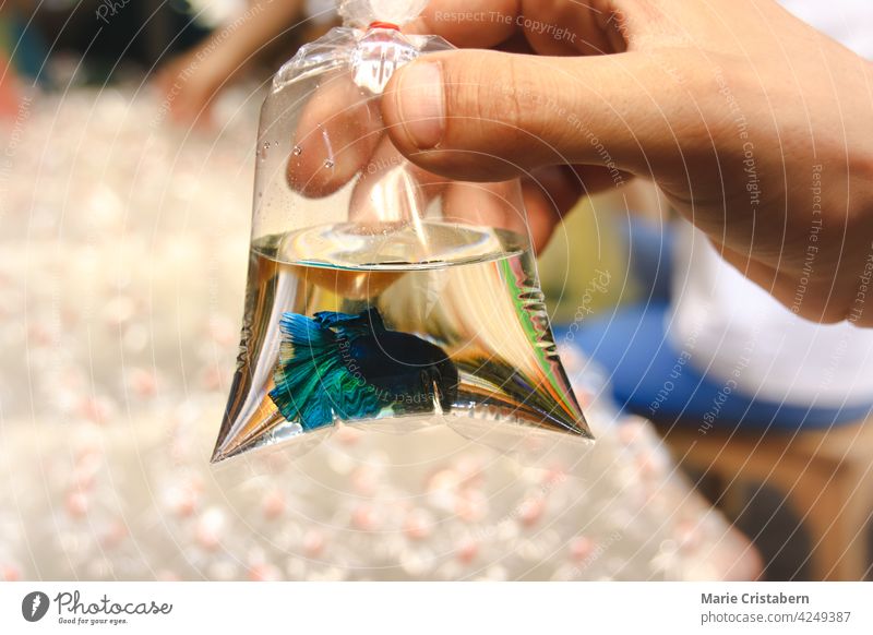 Eine Hand hält einen Plastikbeutel mit einem blauen Betta-Fisch auf dem Chatuchak-Wochenendmarkt in Bangkok, Thailand Betta-Fische siamesischer Kampffisch