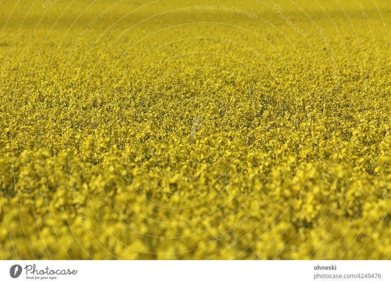 Rapsfeld gelb Blühend Sommer Landwirtschaft Umwelt Feld Leben Nutzpflanze Blüte Wachstum Rapsblüte