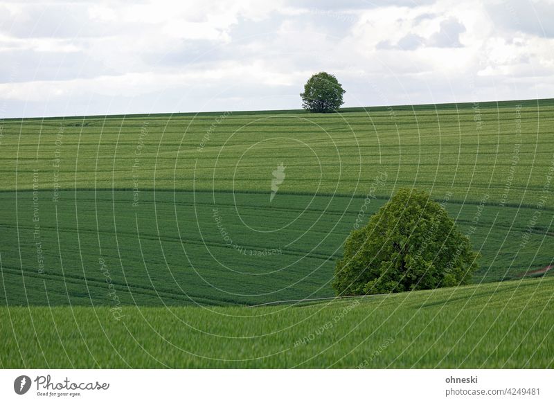 Bäume im Kornfeld Baum Feld Getreidefeld Landschaft grün Frühling Sommer Landwirtschaft Außenaufnahme Ackerbau Ernährung Wachstum Nutzpflanze