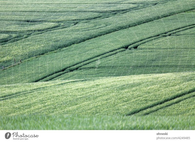 Kornfeld Feld Landwirtschaft Getreide Ackerbau Spuren Nutzpflanze Ernährung Umwelt Außenaufnahme