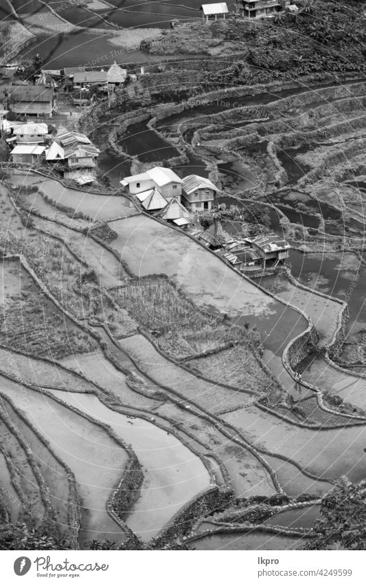 Terrassenfeld für den Reisanbau Banane Philippinen Berge u. Gebirge Natur ifugao Asien Feld Landschaft reisen Ackerbau Tal schwarz Bauernhof Vietnam