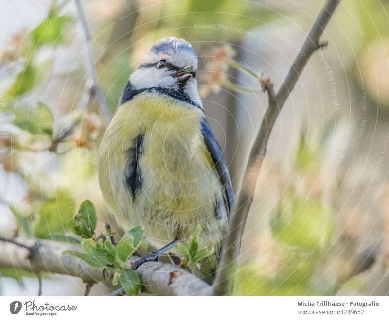 Singende Blaumeise im Baum Cyanistes caeruleus Meisen Tiergesicht Kopf Auge Schnabel gefiedert Feder Flügel Krallen Vogel Wildtier Gesang singen zwitschern