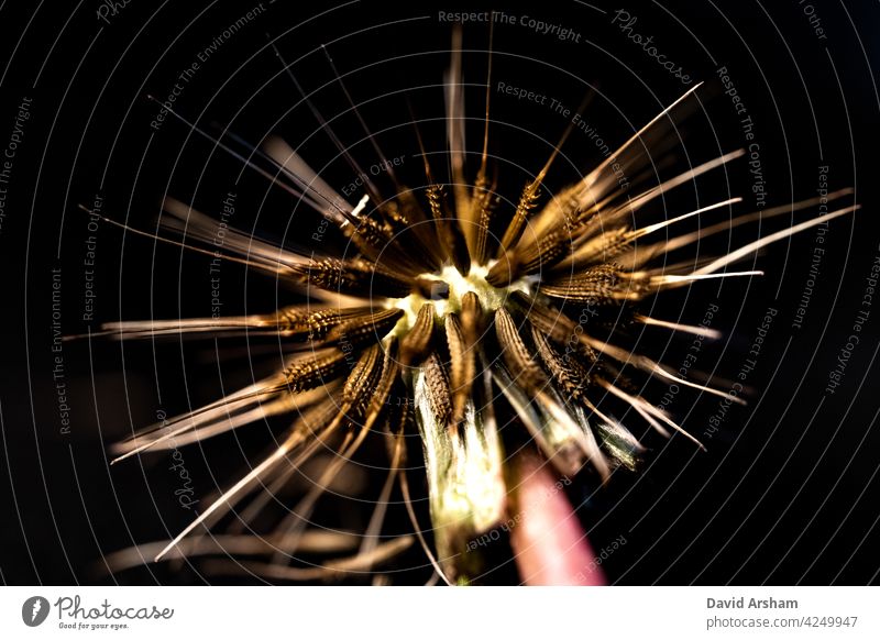 Makro Nahaufnahme von toten Löwenzahn Kopf und Stiel isoliert auf schwarzem Hintergrund Taraxacum Taraxacum officinale Pappus Fruchtstand Saatgut Blume Pflanze