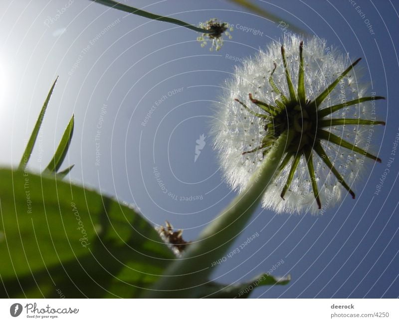 Löwenzahn aka Pusteblume Wiese Gras Frühling Sommer Natur Himmel Sonne