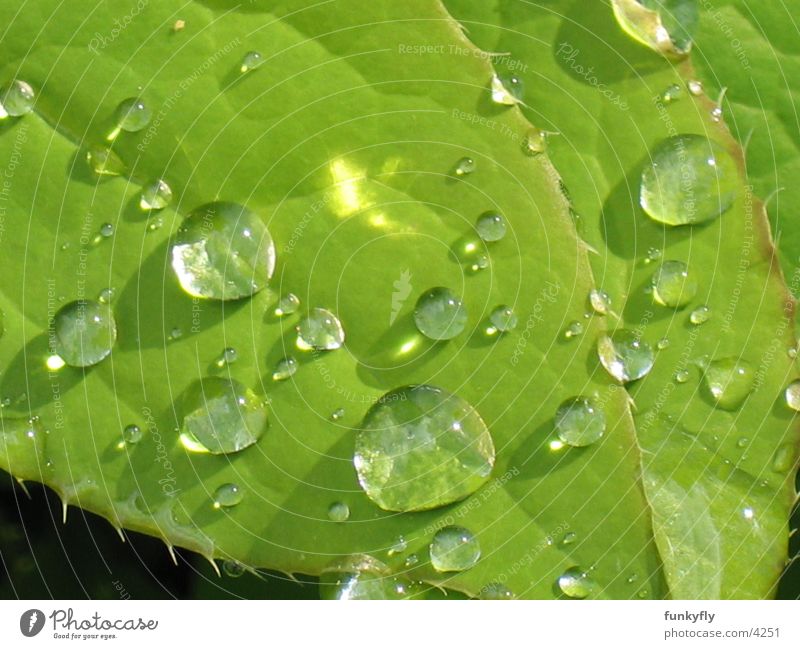 Waterdrops Makroaufnahme Natur Nahaufnahme Reflexion & Spiegelung water waterdrop Detailaufnahme leaf