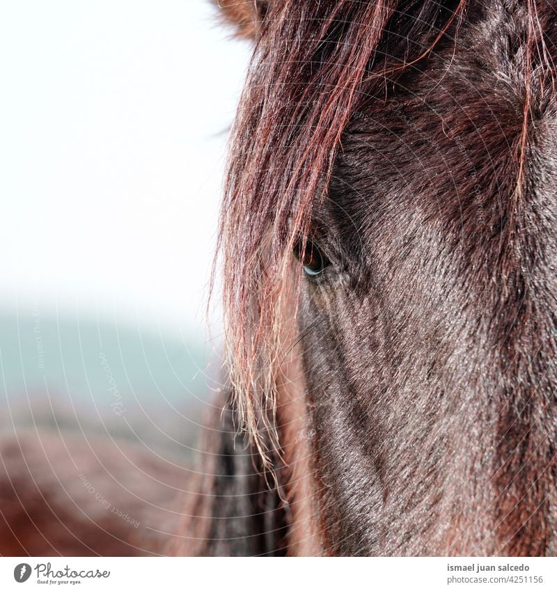 schöne braune Pferd Porträt auf der Wiese Tier wild Kopf Behaarung Natur niedlich Schönheit elegant wildes Leben Tierwelt ländlich Bauernhof Weidenutzung