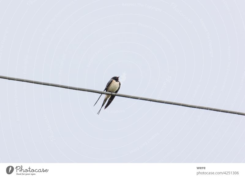 Rauchschwalbe sitzt auf einer Stromleitung im Regen Standschwalbe Hirundinidae hirundo rustica Zugvogel Tier Tier in freier Wildbahn Tiermotive Vogel