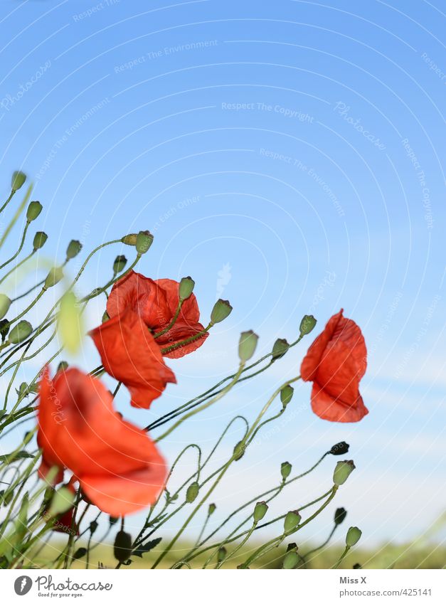 Mohnblumen Pflanze Sommer Wetter Schönes Wetter Blume Blüte Blühend Wachstum rot Mohnblüte Mohnfeld Mohnkapsel Feld Wiese Blumenwiese bewachsen Farbfoto