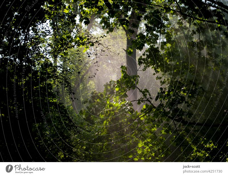 durstige Bäume und Pflanzen im Sommer wollen viel Wasser im Park Niederschlag Natur Sonnenlicht Bewässerung grün Rasen Tiergarten Lichterscheinung üppig (Wuchs)