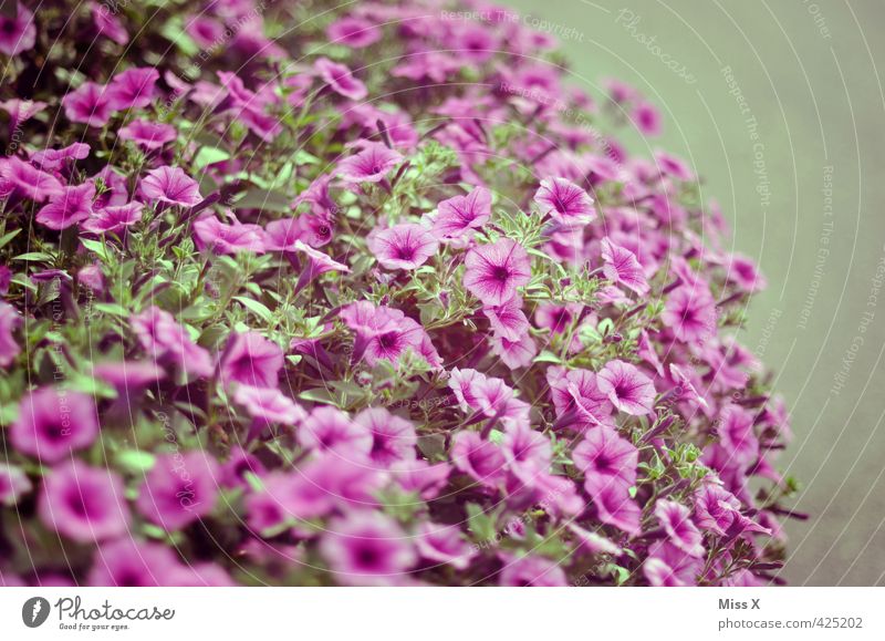 petit petunia Garten Pflanze Sommer Blume Blüte Topfpflanze Balkon Blühend Duft violett stinkend Petunie Balkonpflanze Gartenpflanzen bewachsen Farbfoto